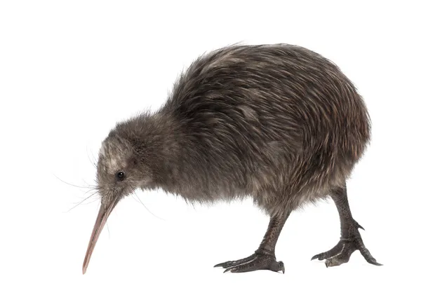 North Island Brown Kiwi, Apteryx mantelli, 5 meses, caminando sobre fondo blanco — Foto de Stock