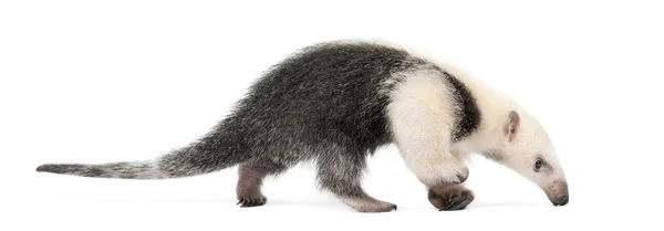 Tamandua, Tamandua tetradactyla, 3 months old, walking against w — Stock Photo, Image