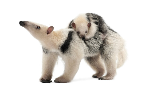 Tamandua, Tamandua tetradactyla mother, 3 года, и ребенок
,