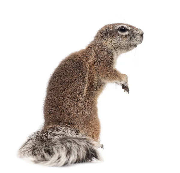 Cape Ground Squirrel, Xerus inauris, standing against white background — Stock Photo, Image