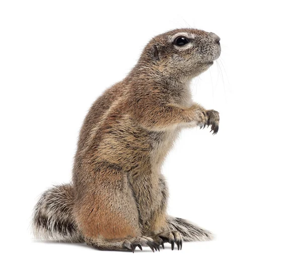 Cape Ground Squirrel, Xerus inauris, em pé contra fundo branco — Fotografia de Stock
