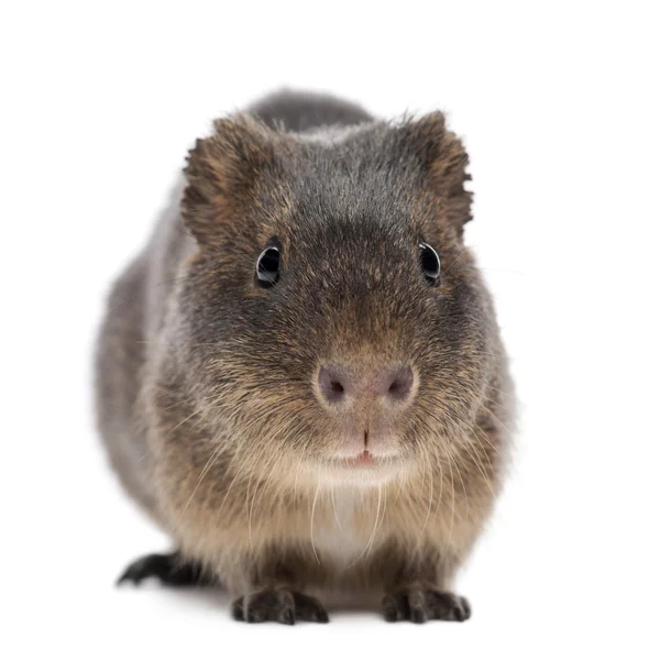 Großes Meerschweinchen, cavia magna, vor weißem Hintergrund — Stockfoto