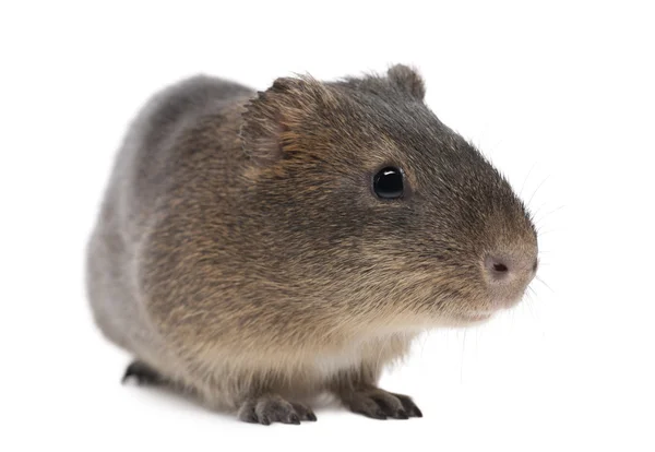 Greater guinea pig, Cavia magna, against white background — Stock Photo, Image