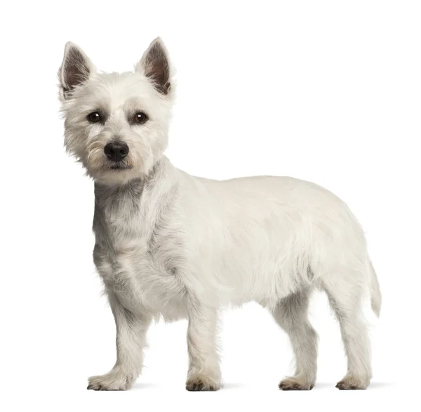 West highland white terrier, 2 år gammal, står mot vit bakgrund — Stockfoto