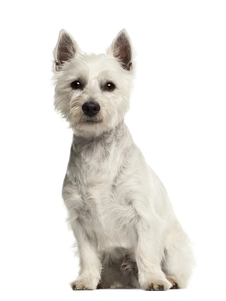 West Highland White Terrier, 2 anos, sentado contra fundo branco — Fotografia de Stock