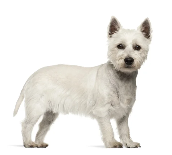 West Highland White Terrier, 2 years old, standing against white background — Stock Photo, Image