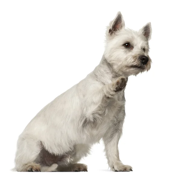 West Highland White Terrier, 2 years old, sitting against white background — Stockfoto