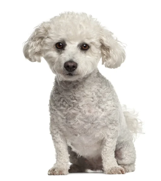 Bichon Frise, 5 anni, seduta su sfondo bianco — Foto Stock