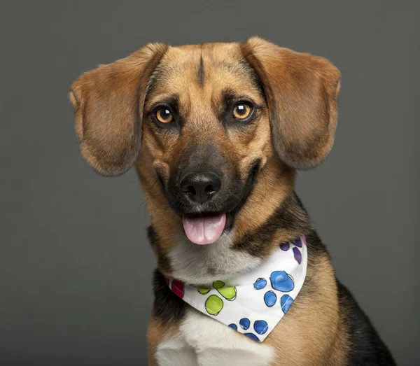 Cane, incrocio con un beagle, 2 anni, indossa un fazzoletto su sfondo bianco — Foto Stock