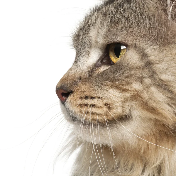 Maine Coon da vicino sullo sfondo bianco — Foto Stock