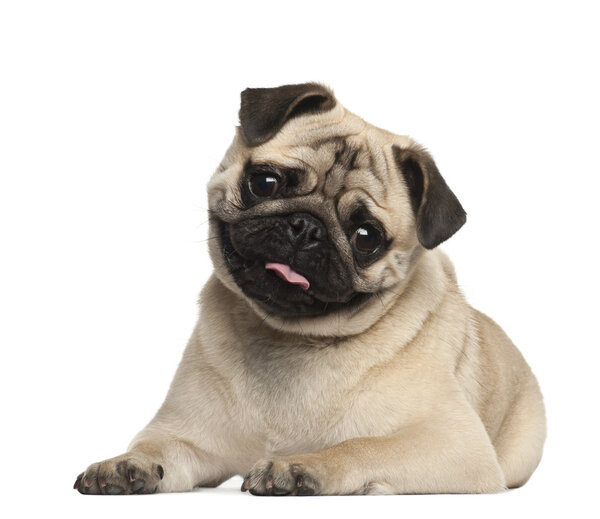 Pug, 9 months old, lying against white background