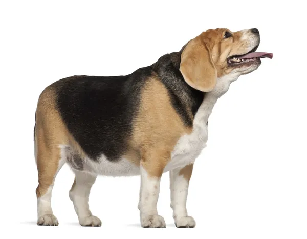 Fett beagle, 3 år gammal, står mot vit bakgrund — Stockfoto