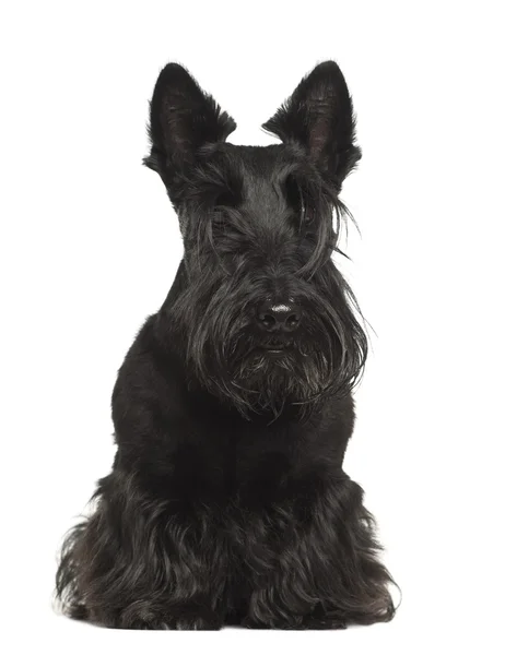 West Highland White Terrier, 4 years old, sitting against white background — Stock Photo, Image