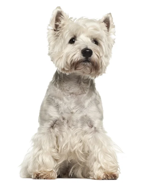 West Highland White Terrier, 5 anos, sentado contra fundo branco — Fotografia de Stock