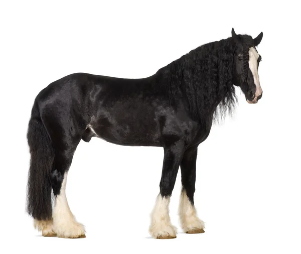 Shire Horse standing against white background — Stok fotoğraf