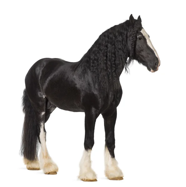 Shire Horse standing against white background — Stockfoto