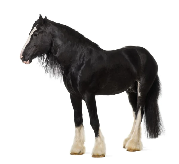 Shire Horse standing against white background — Stok fotoğraf