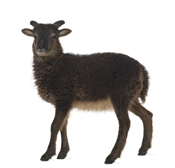 Goat standing against white background — Stockfoto