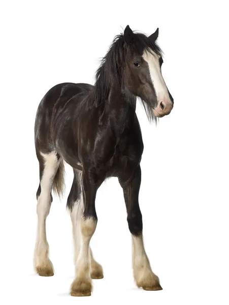 Shire horse foal standing against white background — Stock Photo, Image