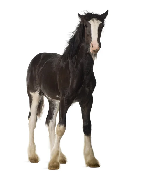 Shire cavalo potro de pé contra fundo branco — Fotografia de Stock