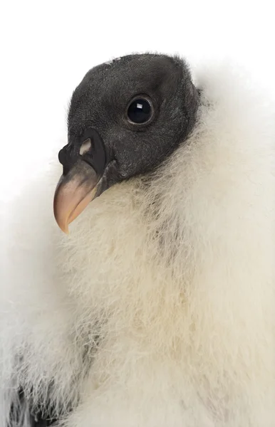 Rei Abutre, Sarcoramphus papa, 3 meses, contra fundo branco — Fotografia de Stock