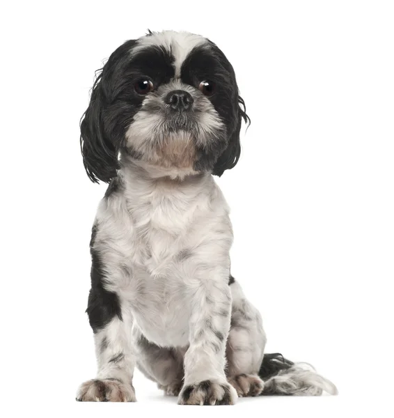 Shih Tzu, 5 ans, assise sur fond blanc — Photo