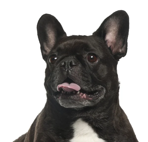 French Bulldog, 5 years old, against white background — Stock Photo, Image