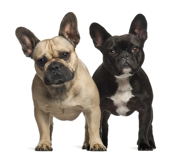 French bulldogs, 3 years old, standing against white background — Stock Photo, Image