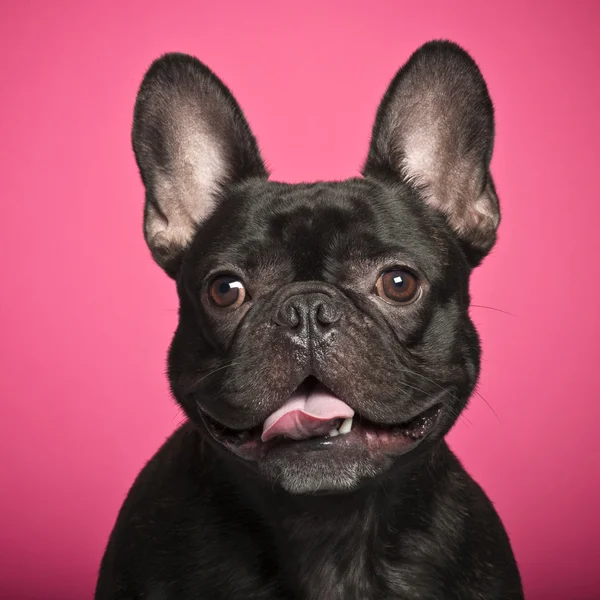 French Bulldog against pink background — Stock Photo, Image