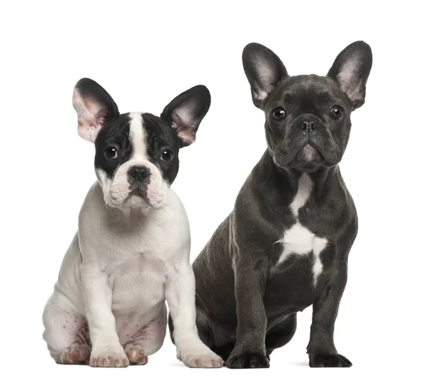 French bulldog puppies, 4 months old, sitting against white background — Stock Photo, Image