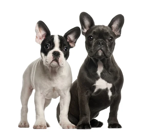 Cachorros buldogue francês, 4 meses, sentados contra fundo branco — Fotografia de Stock