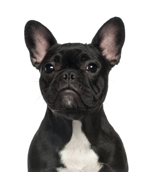 French Bulldog puppy, 6 months old, against white background — Stock Photo, Image