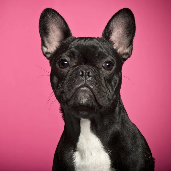 Cachorro Bulldog francês, 6 meses, contra fundo rosa — Fotografia de Stock