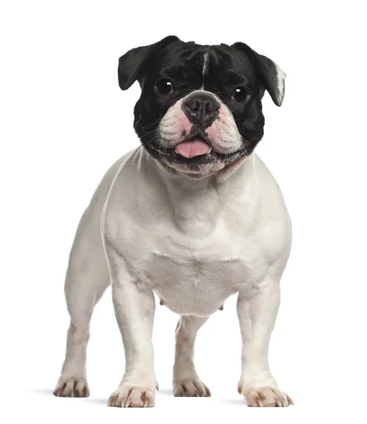 Franse bulldog staande tegen witte achtergrond — Stockfoto