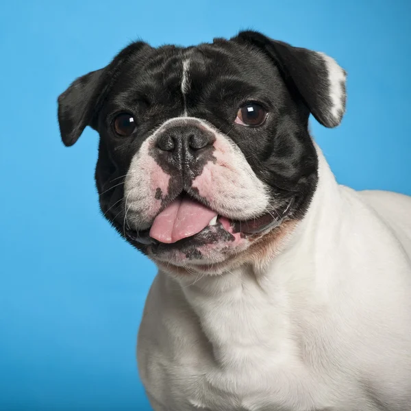 Franse bulldog tegen blauwe achtergrond — Stockfoto