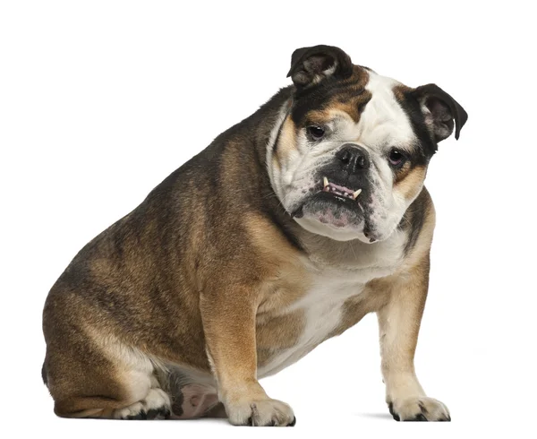 Englische Bulldogge, 6 Jahre alt, sitzend vor weißem Hintergrund — Stockfoto