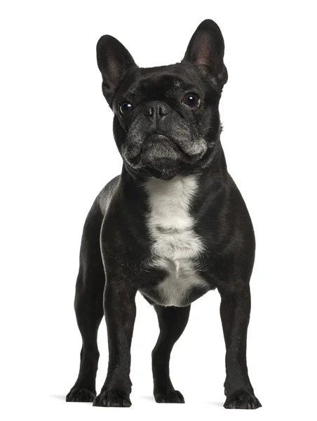 French Bulldog standing against white background — Stock Photo, Image