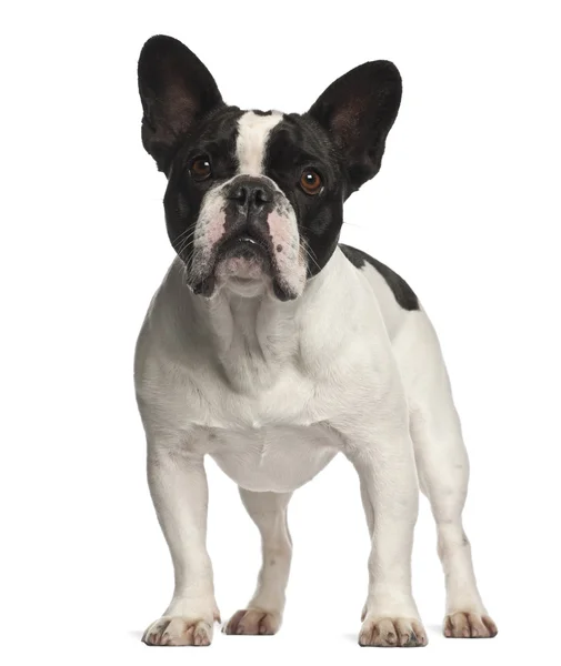 Francia Bulldog állandó fehér háttér — Stock Fotó