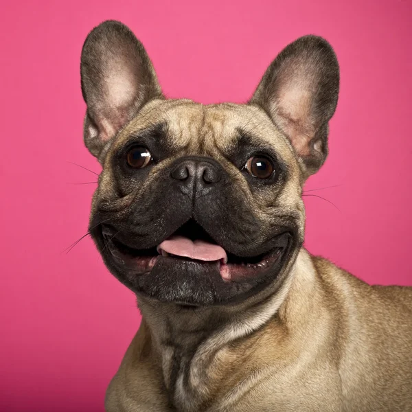 French Bulldog, 18 months old, against pink background — Stock Photo, Image