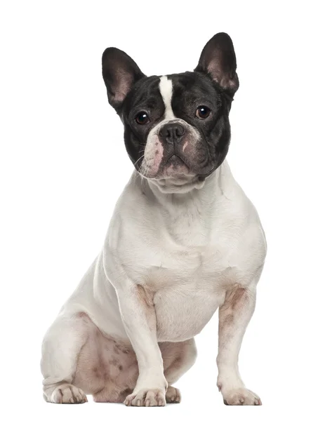 Bulldog francese, 18 mesi, seduto su sfondo bianco — Foto Stock