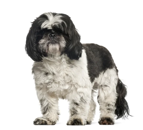 Shih Tzu, 2 years old, standing against white background — Stock Photo, Image