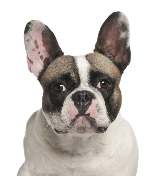 French Bulldog, 2 года, на белом фоне — стоковое фото