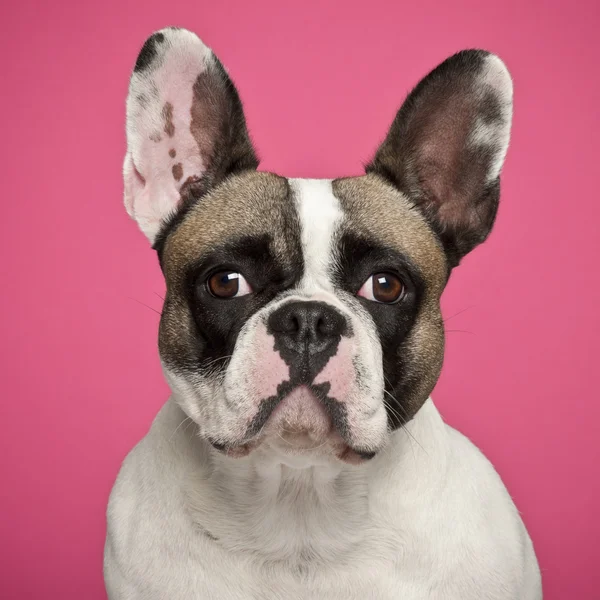French Bulldog, 2 years old, against pink background — Stock Photo, Image