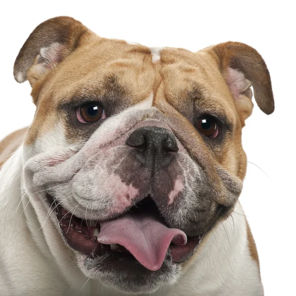 Englische Bulldogge, 2 Jahre alt, vor weißem Hintergrund — Stockfoto