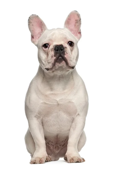 Francês Bulldog, 7 meses, sentado contra fundo branco — Fotografia de Stock