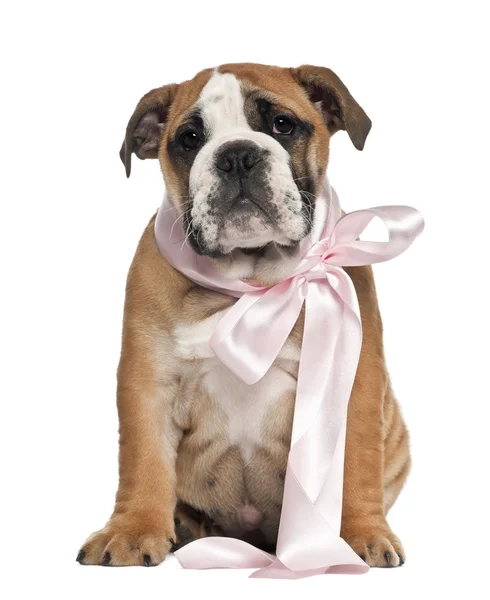 English Bulldog puppy, 2 and a half months old, wearing bow and sitting against white background — Stock Photo, Image