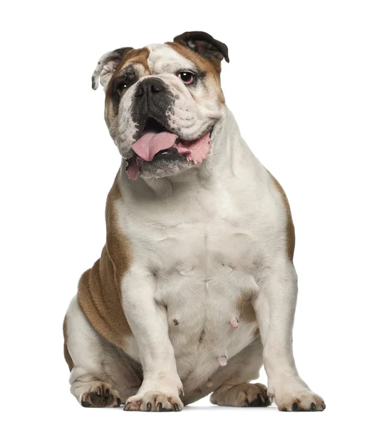English Bulldog, 6 years old, sitting against white background — Stock Photo, Image