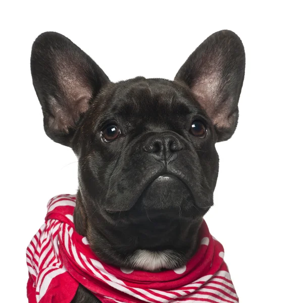 French Bulldog puppy, 6 months old, wearing neckerchief against white background — Stock Photo, Image