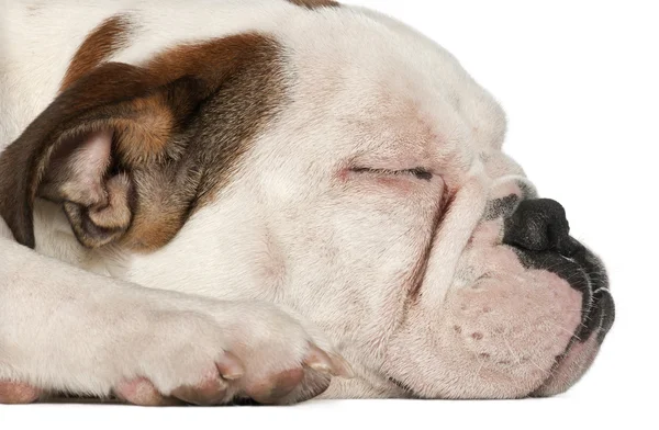 Bulldog anglais, 5 mois et demi, couché en gros plan sur fond blanc — Photo
