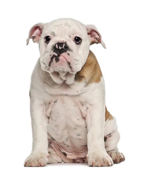 Inglés Bulldog cachorro, 4 meses de edad, sentado sobre fondo blanco —  Fotos de Stock